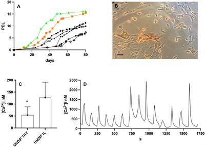 New Perspectives for Postmortem Human Satellite Cells of Different Embryological Origin